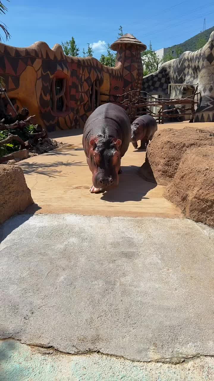 @Hippo