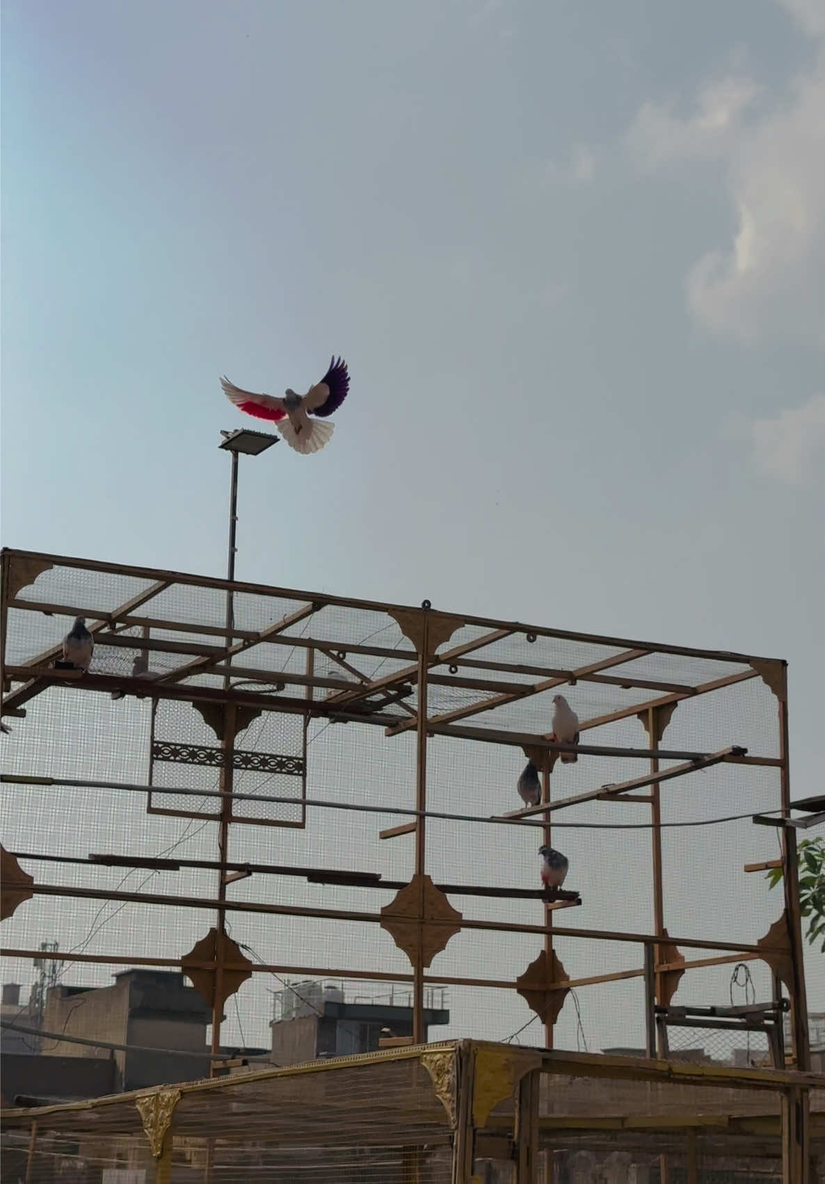 @Dar pigeons club
