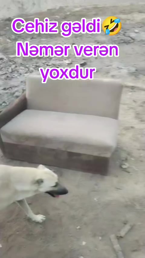 @Sahibsiz heyvanlara dəstək