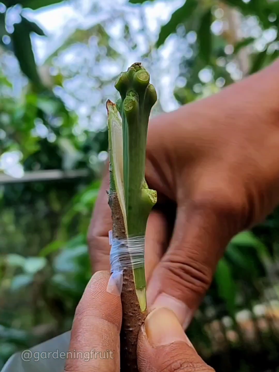 @GardeningFruits