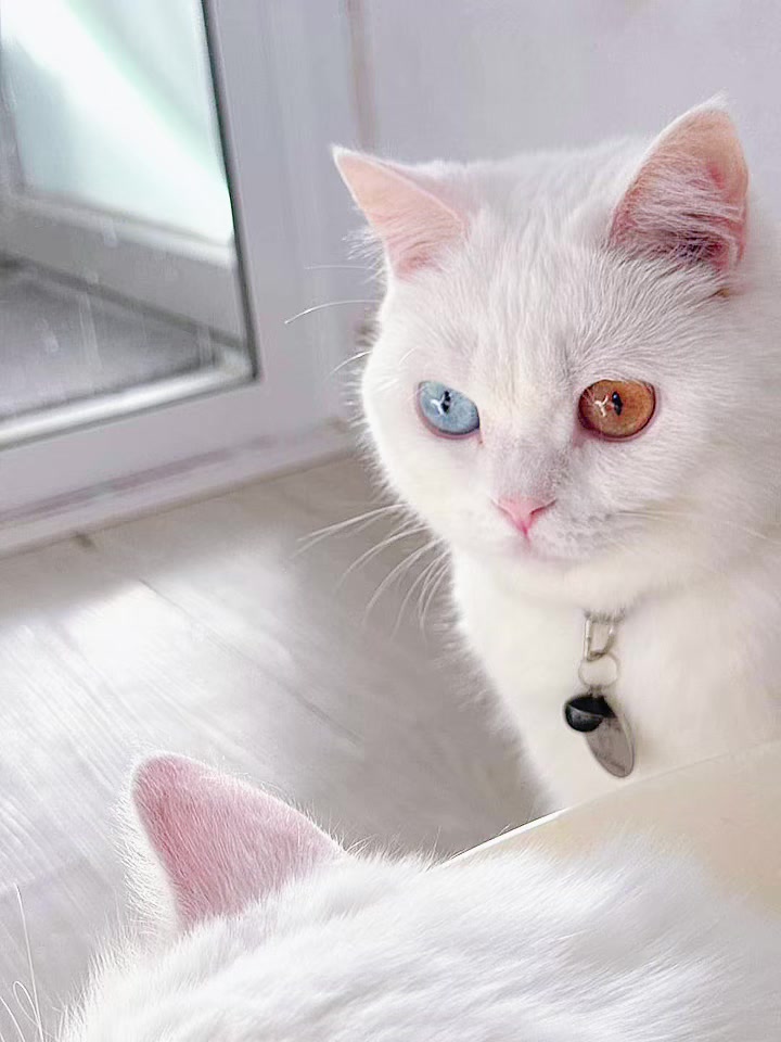 @คาเฟ่แมวโมริ Mori cat cafe'