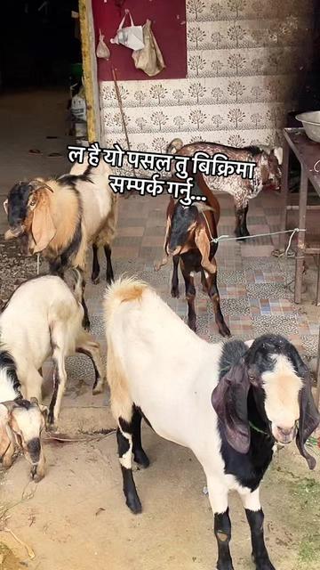 @jivan bhandari
