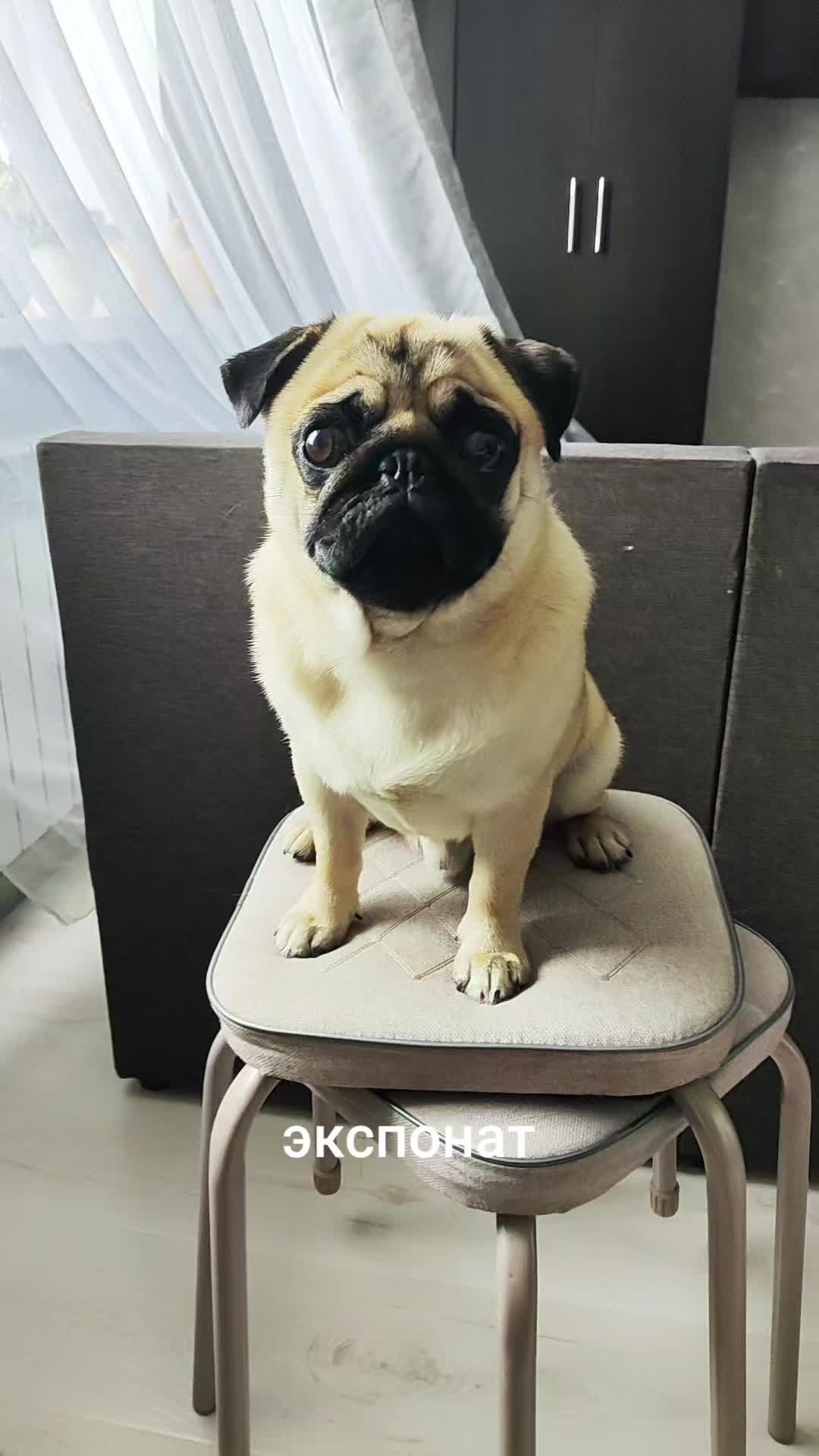 @ЧИПУНЕТСКИЙ👑