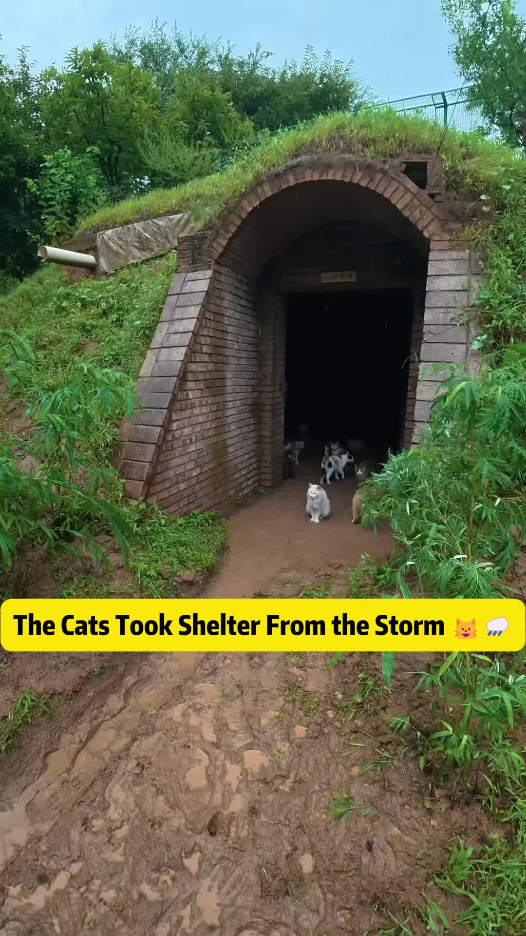 @Stray Cat Talkz