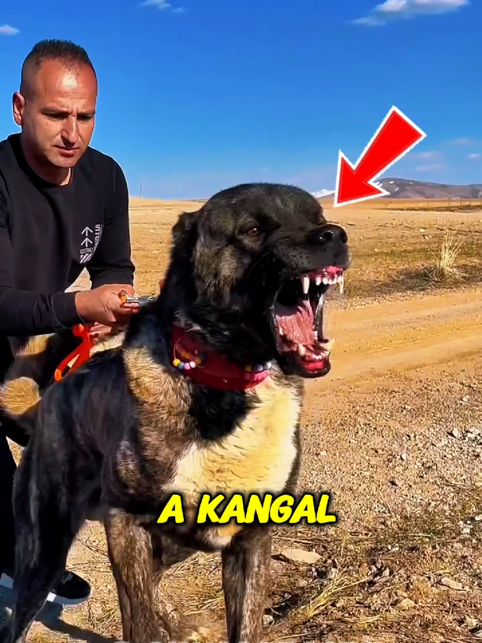 @animolfacts
