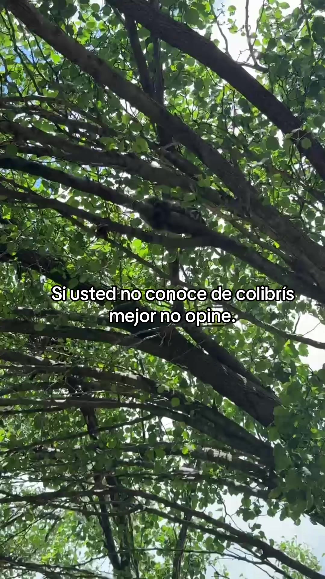 @Príncipe Ostin