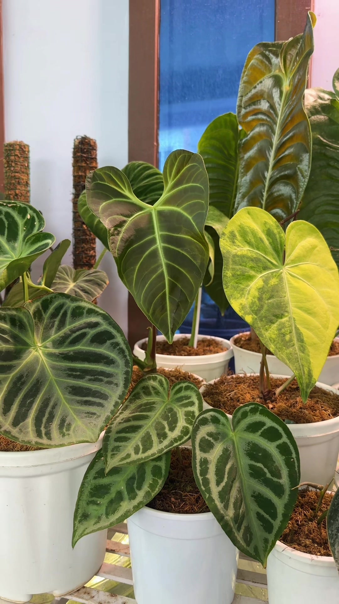 @Plantlife50