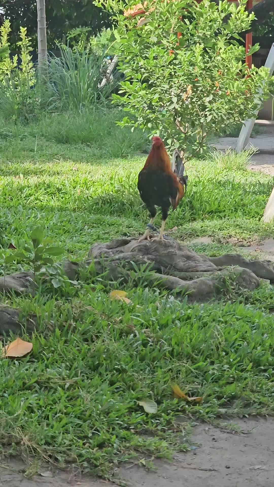 @Big J Gamefarm