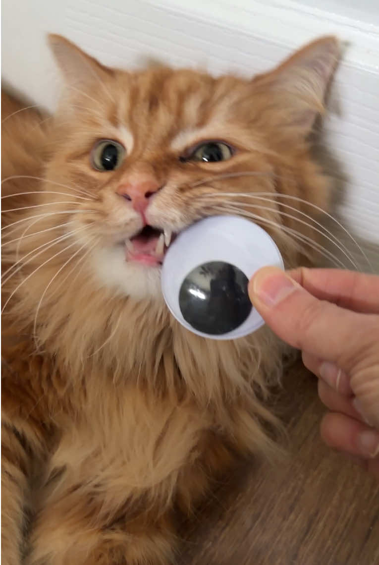 @The Oreo Cat