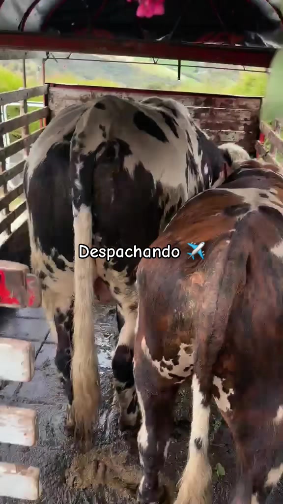 @Ganaderia San Jose 🐄