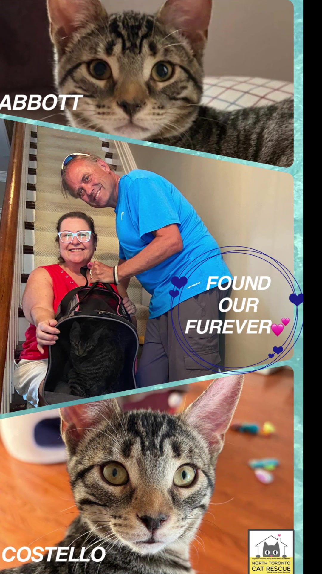 @North Toronto Cat Rescue
