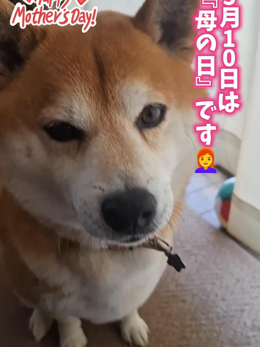 @柴犬リクママ
