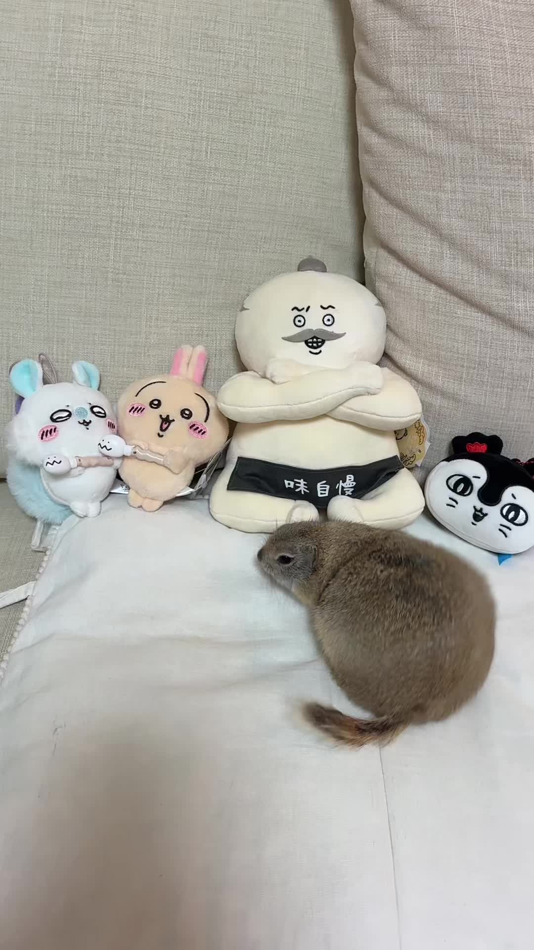 @bisukun