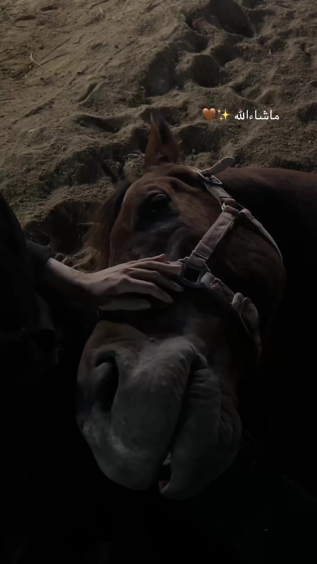 @Top.horses