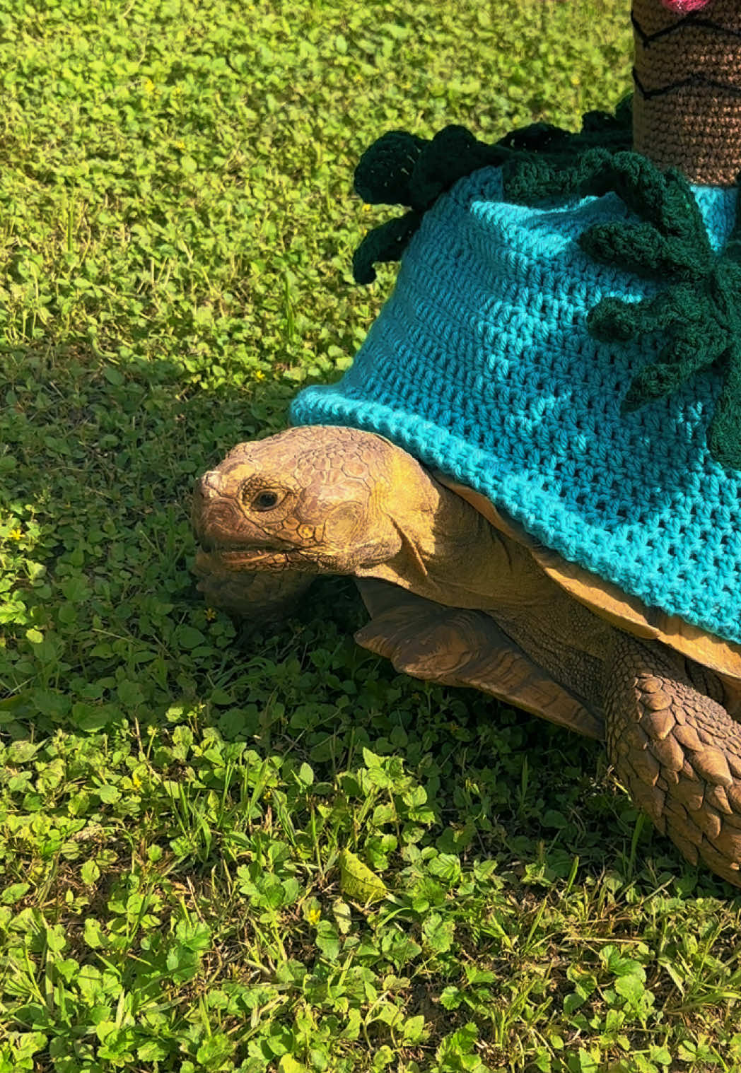 @OtisTheTortoise