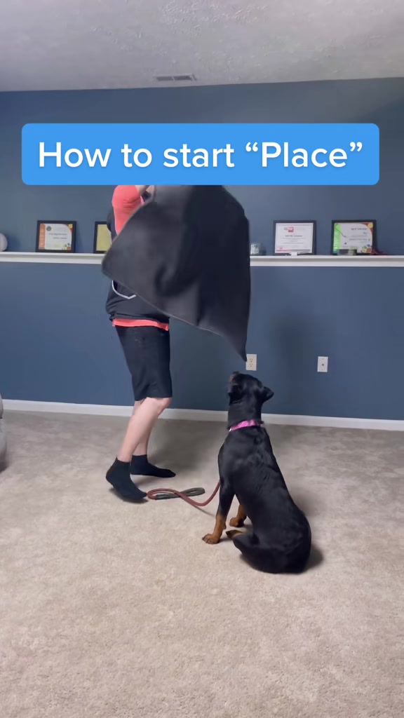 @Best Buddy Dog Trainer LLC
