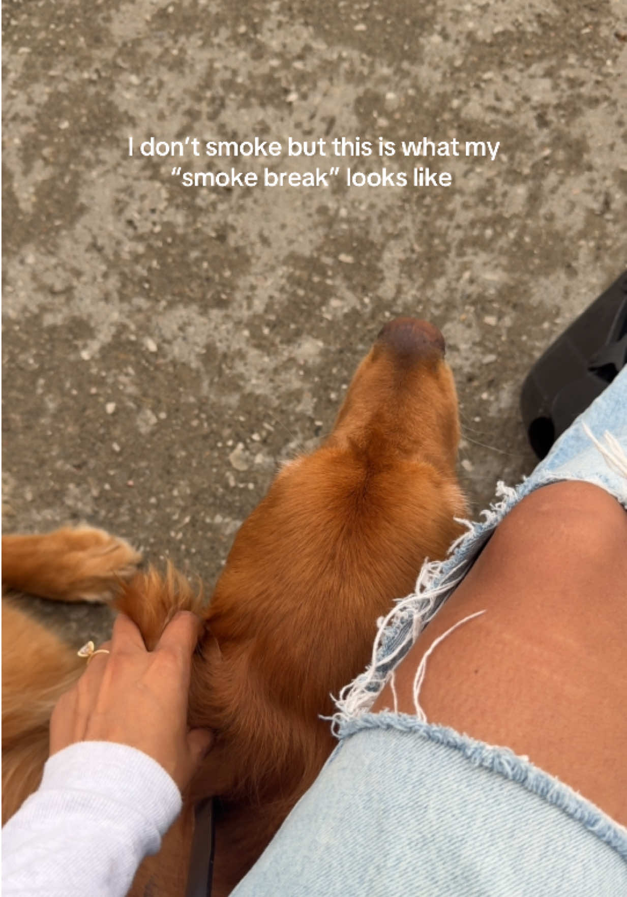 @Bentley the Spicy Golden🌶️