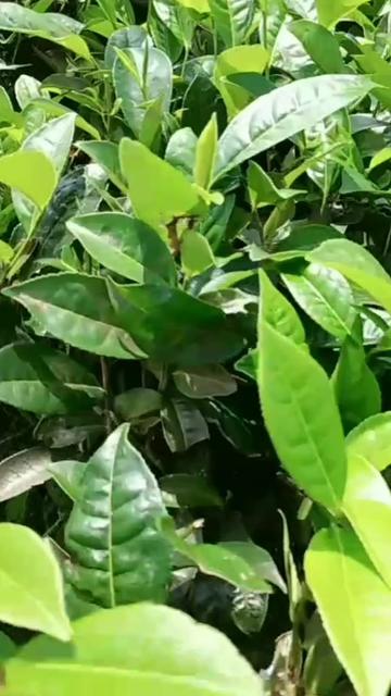@কমলগঞ্জের পোলা