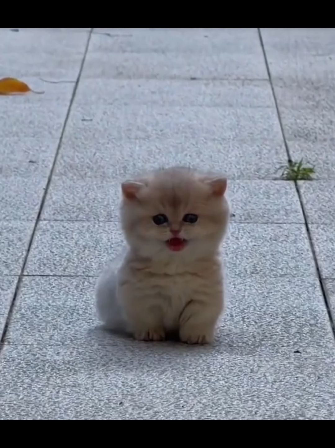 @Chonky World Of Cats