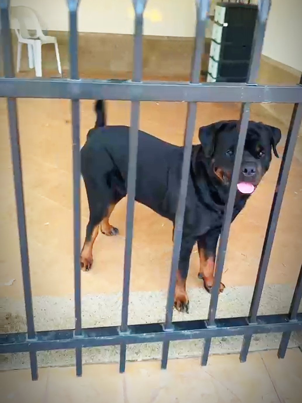 @Bamboozler kennel