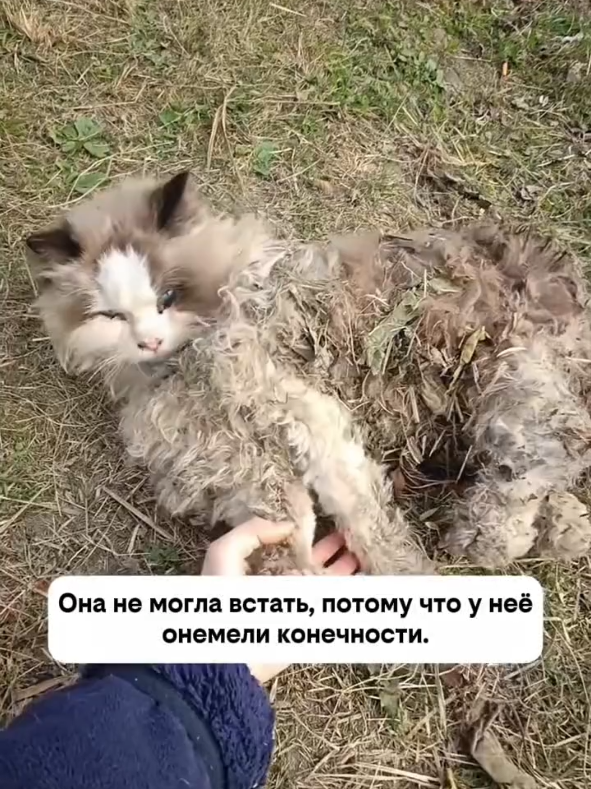 @RescueAnimals Nir