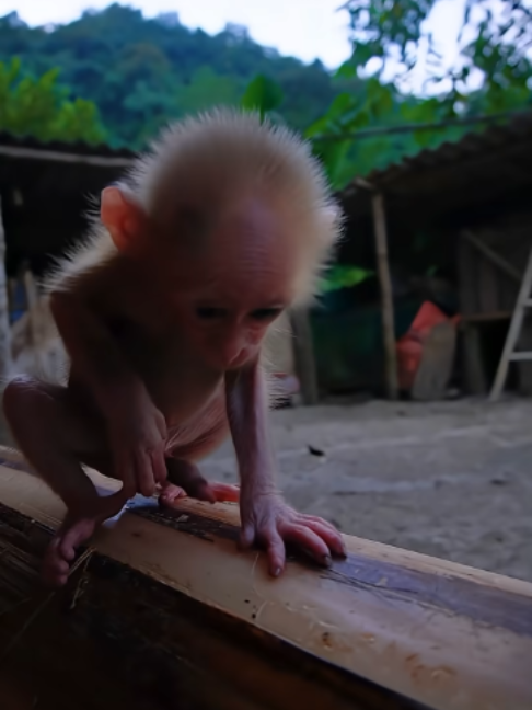 @ferret.biyori