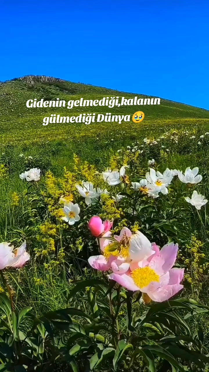 @Hasret rüzgarları🥀