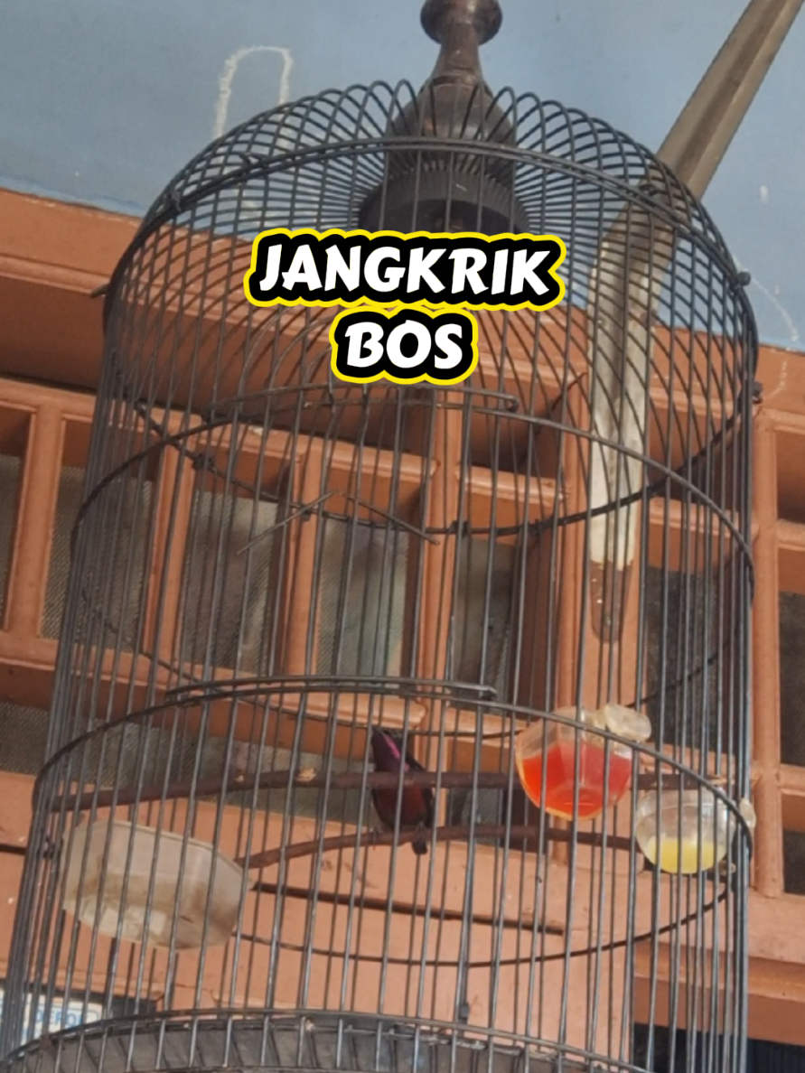 @totalbukpar