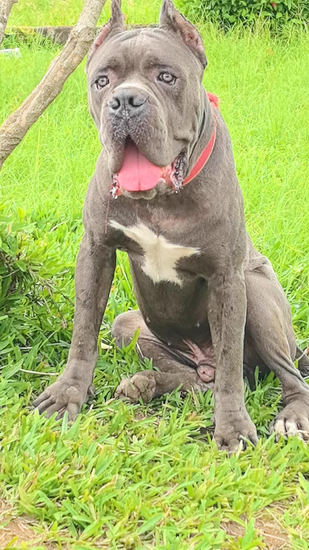 @FIRST CANE CORSO🐾🇨🇮🇨🇮🐾
