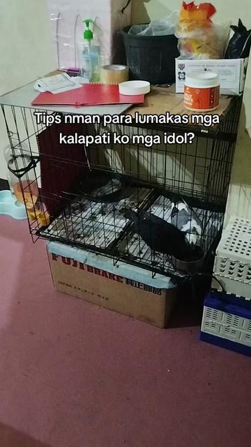 @KALAPATIDS SHOP 🕊️