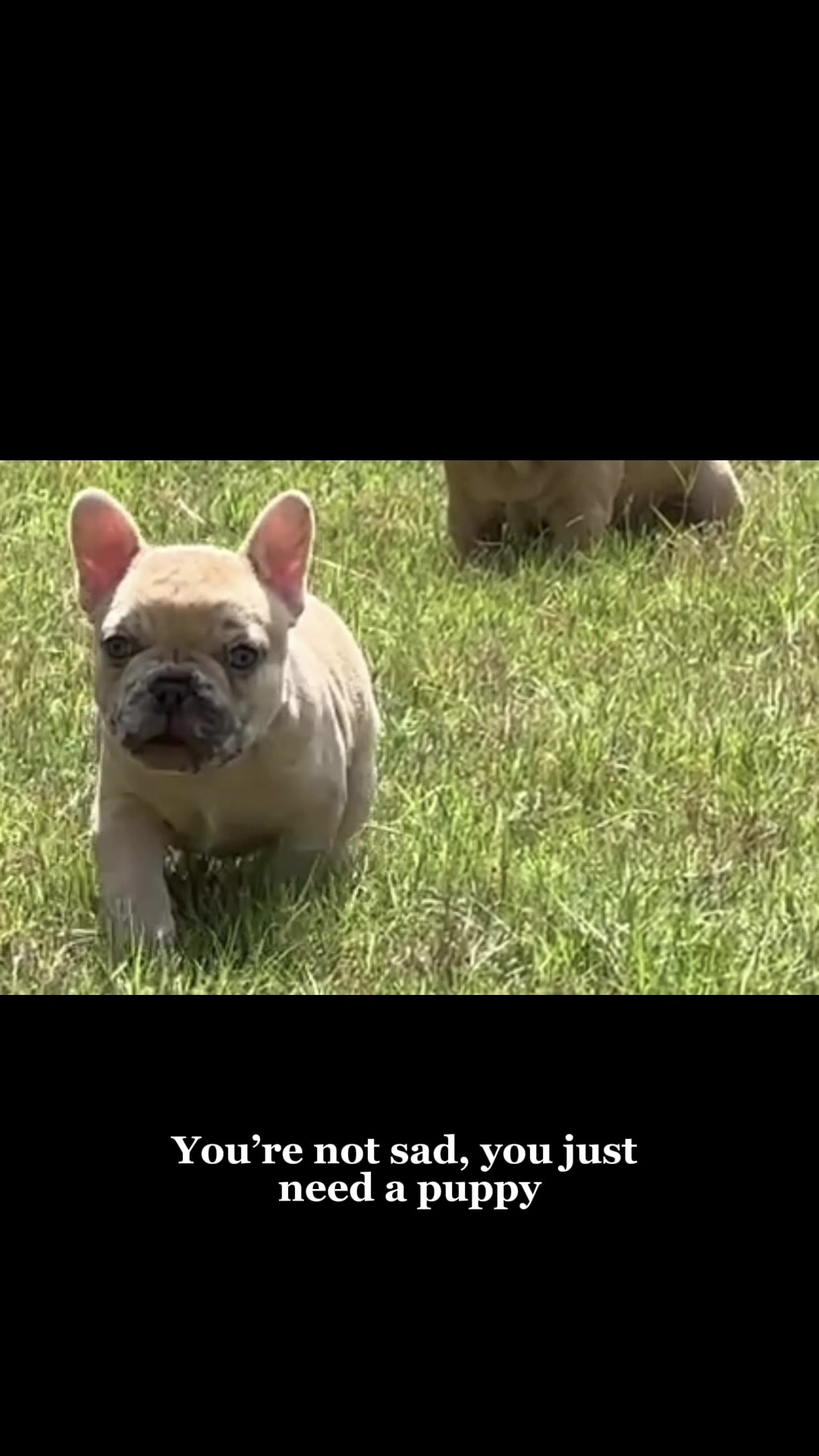 @Southern-Frenchies-And-Sons