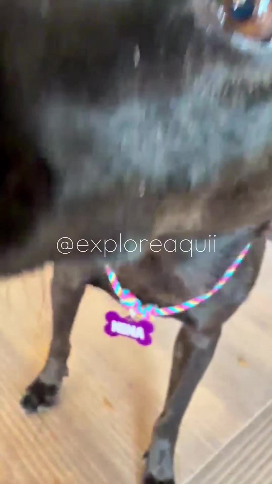 @Explore Aquii 🐾🐾✨️