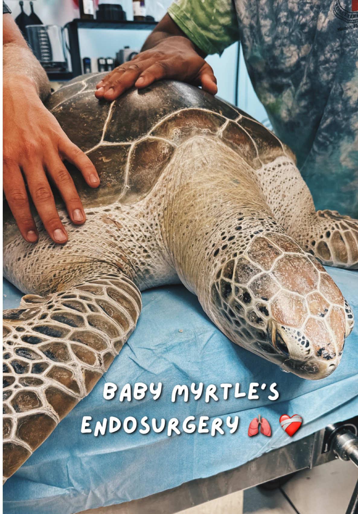 @The Turtle Hospital