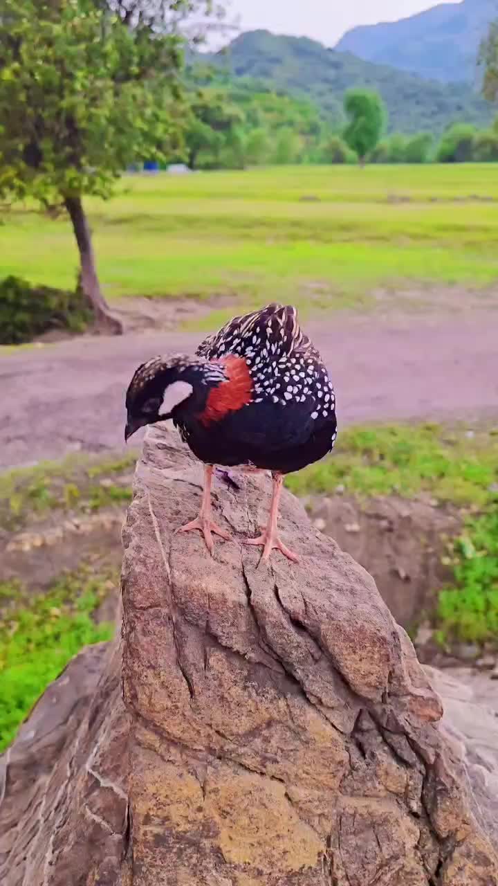 @Birds Lover