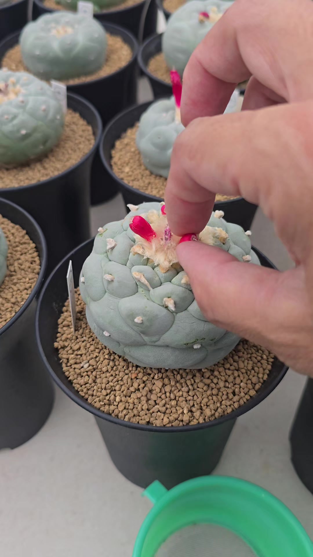 @PPhong SP