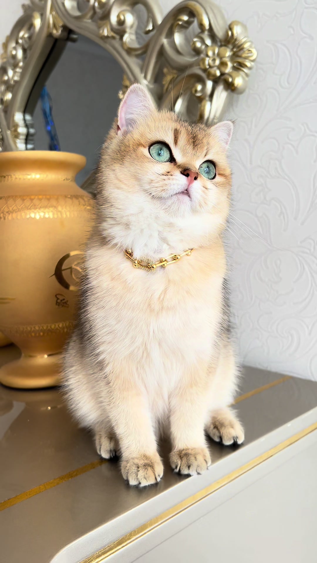 @cats_familyofficial