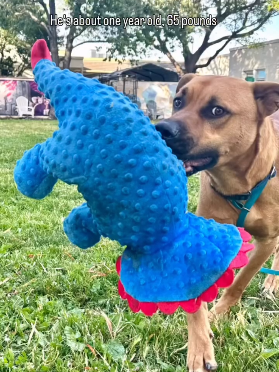 @Oakland Animal Services
