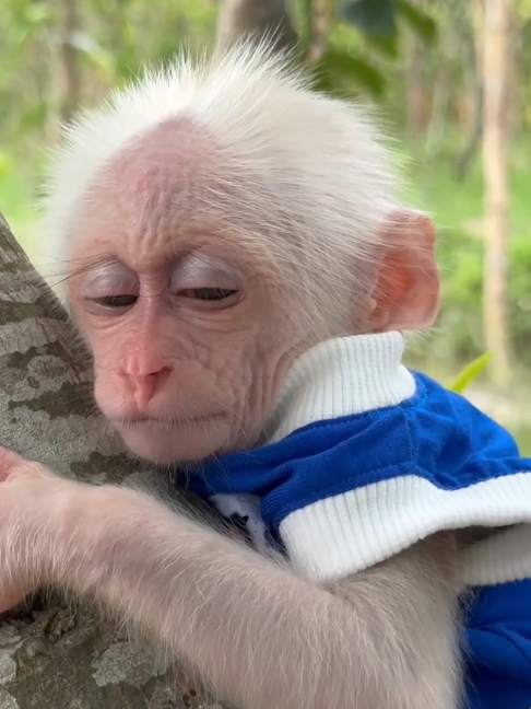@Monkey TP
