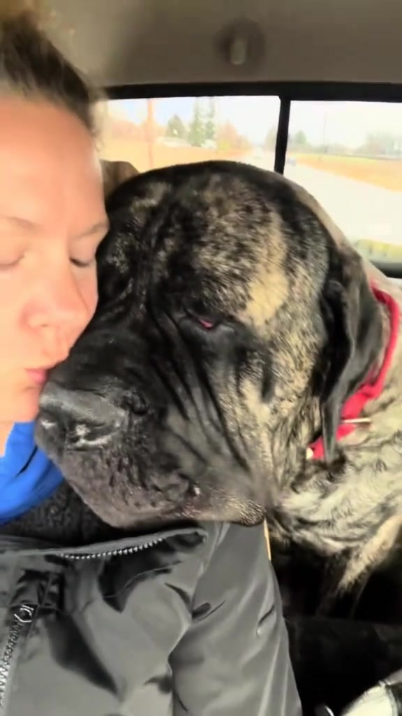 @BrindleBearTheMastiff
