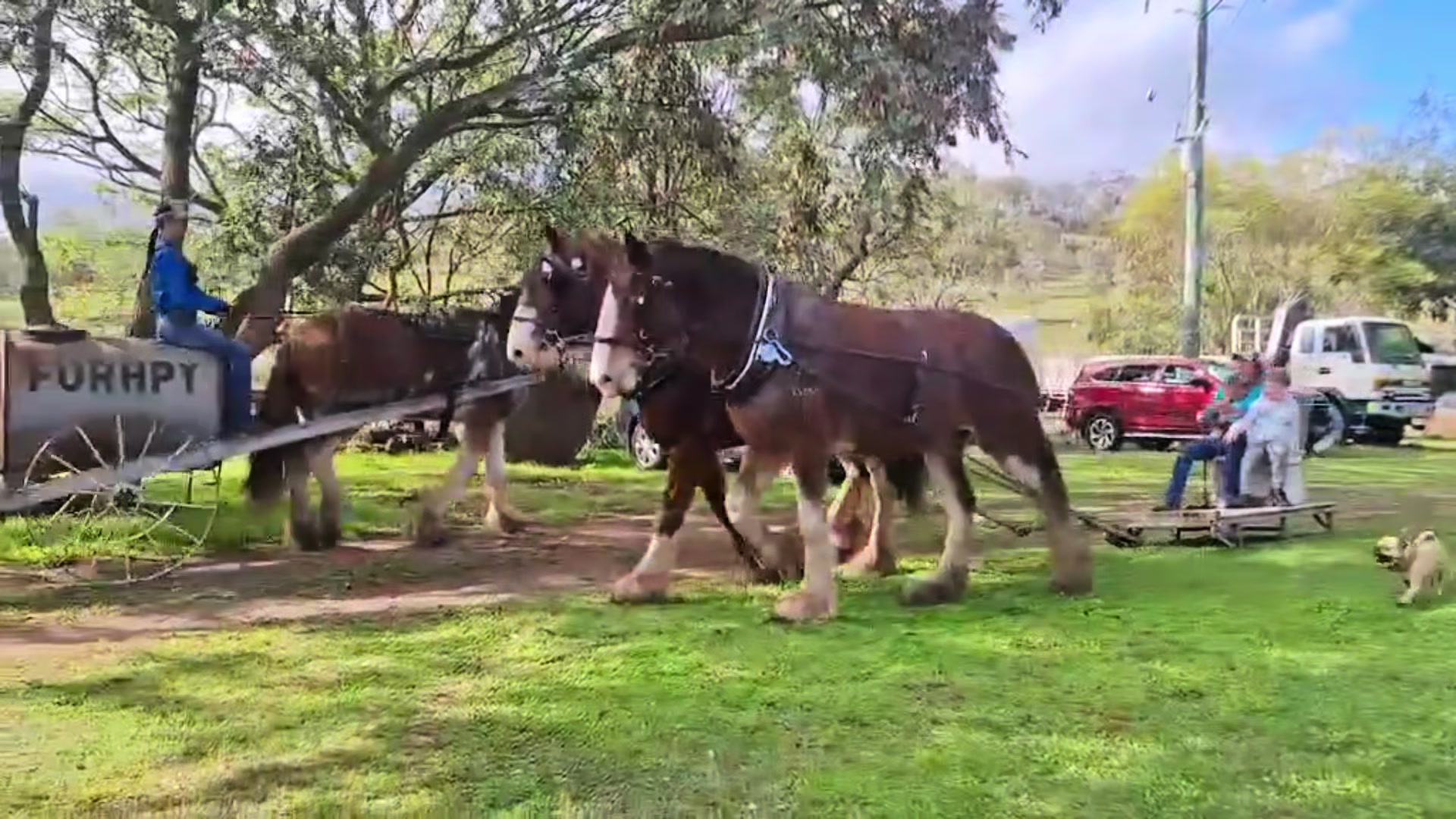 @Duneske Clydesdales