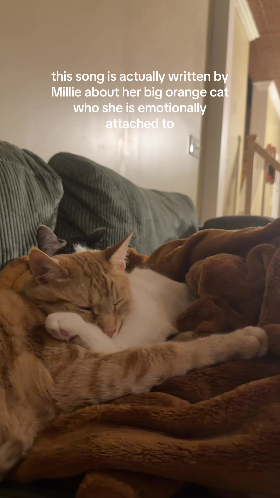 @bink the big orange cat