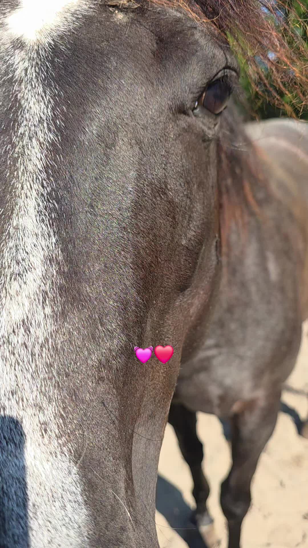 @pinkcowgirl