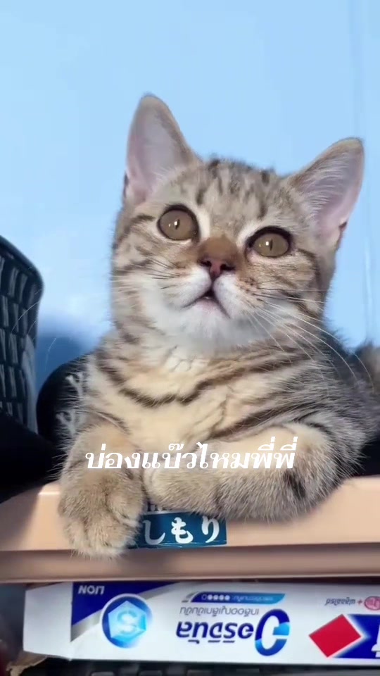 @DIYอุปกรณ์สัตว์เลี้ยง
