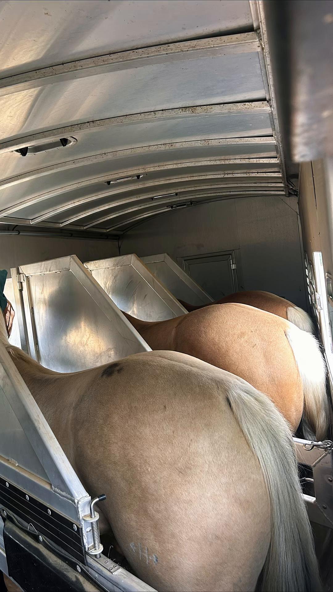 @Supercharge Performance Horses