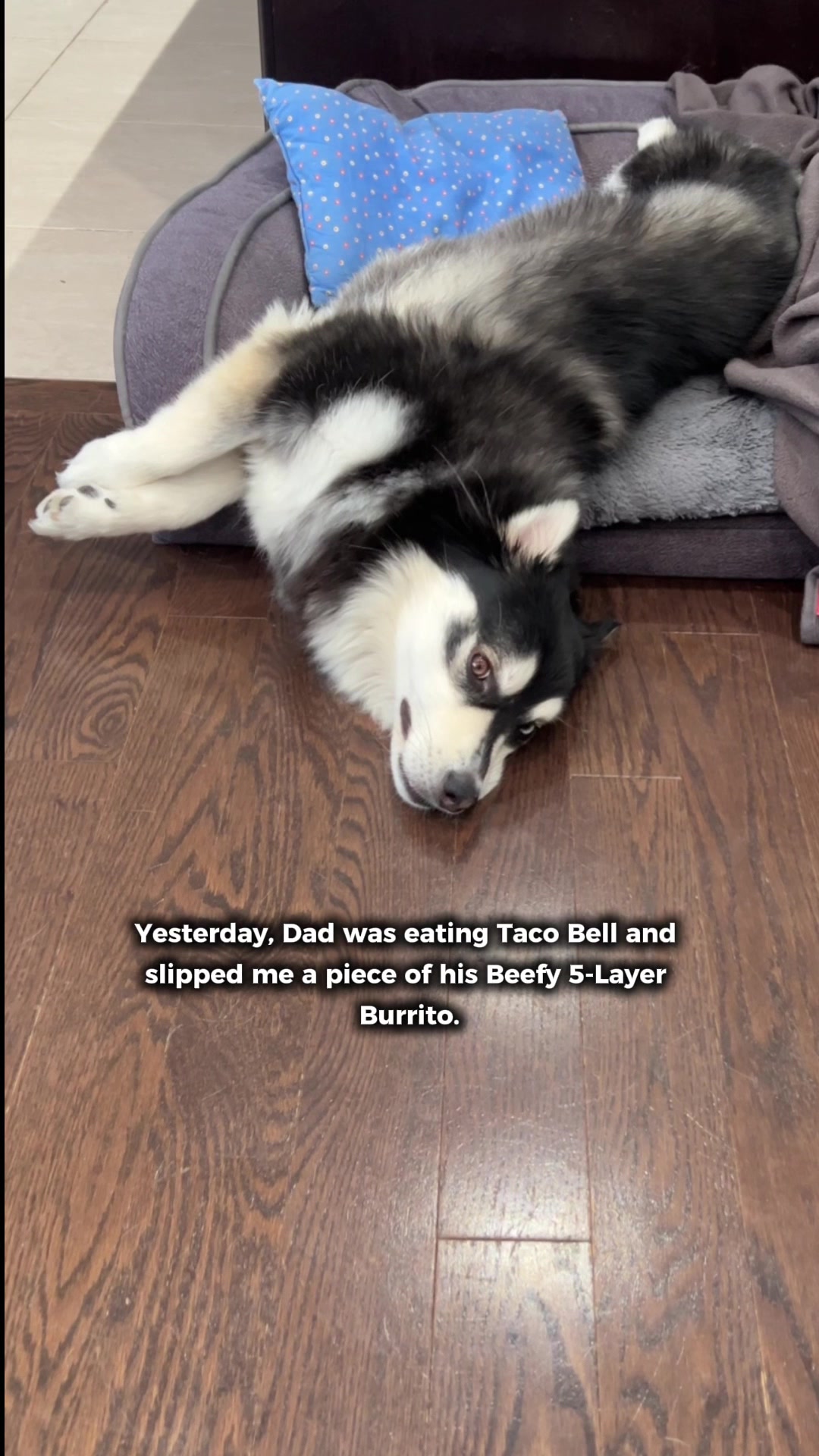 @Zeus the Pomsky🐾