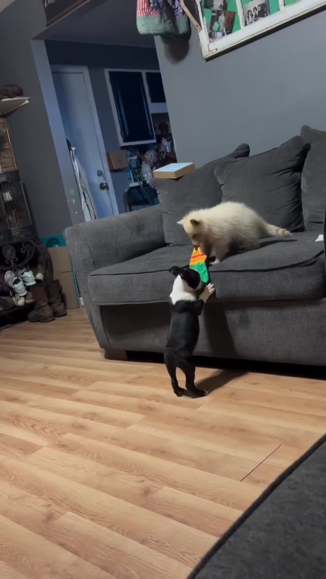 @cat moment