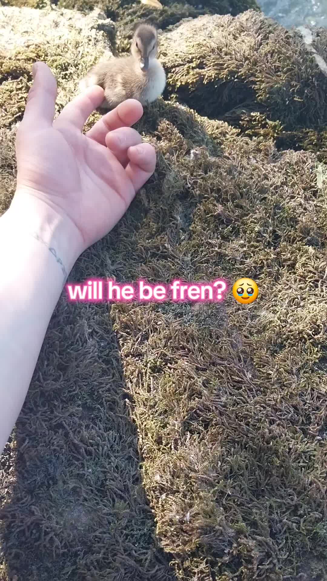 @slowpokez500