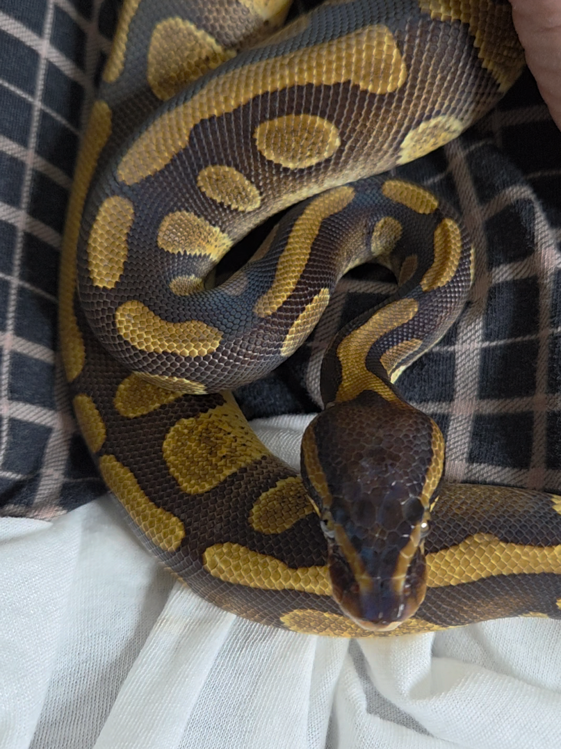 @Rikers Reptiles