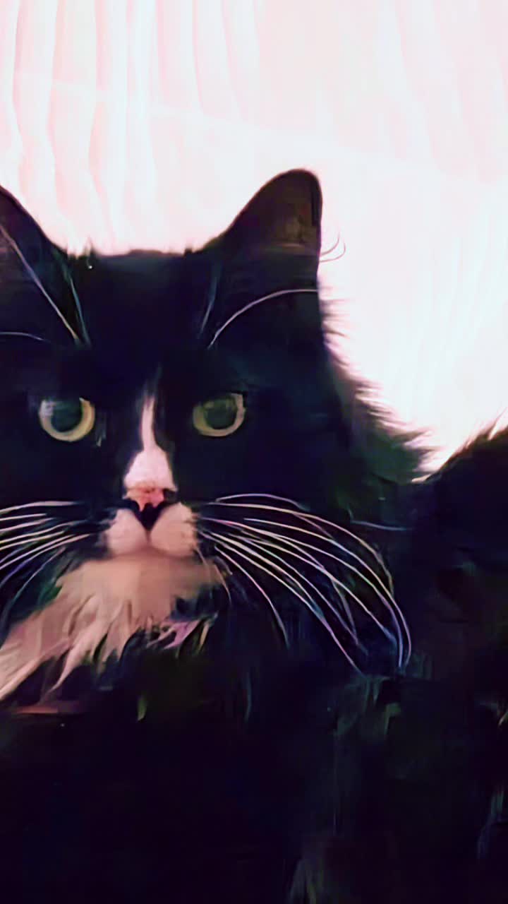 @AtticaTheTuxedoCat