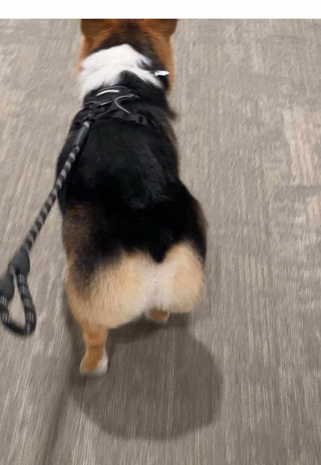 @hasbithecorgi